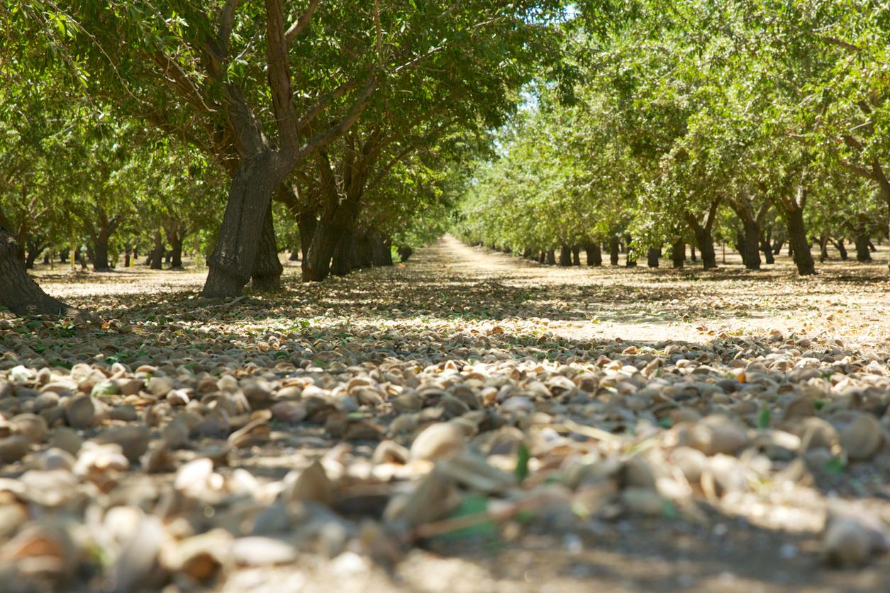 California almond growers bear the brunt of worsening trade with India