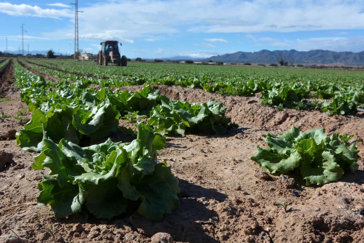 Getting lettuce into Britain Spanish farmers baulk at nodeal Brexit