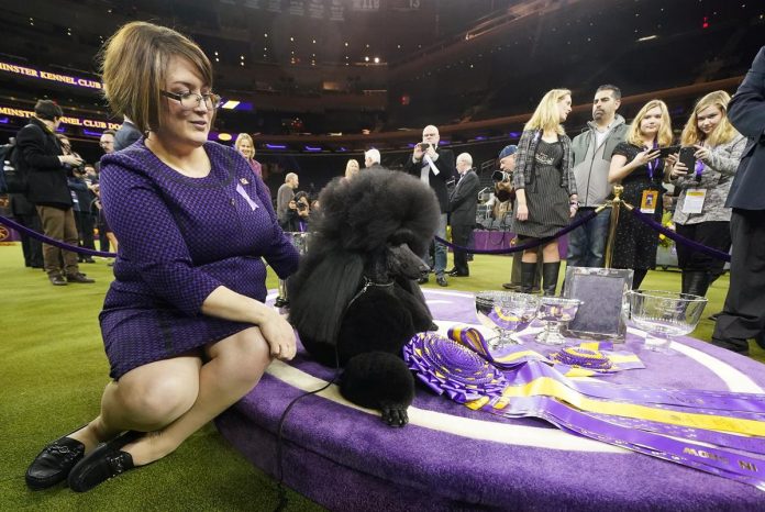 On Westminster s purple runway dog handlers dress  to 