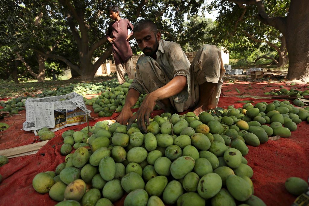 Export gloom sours Pakistan’s prized mango season GG2