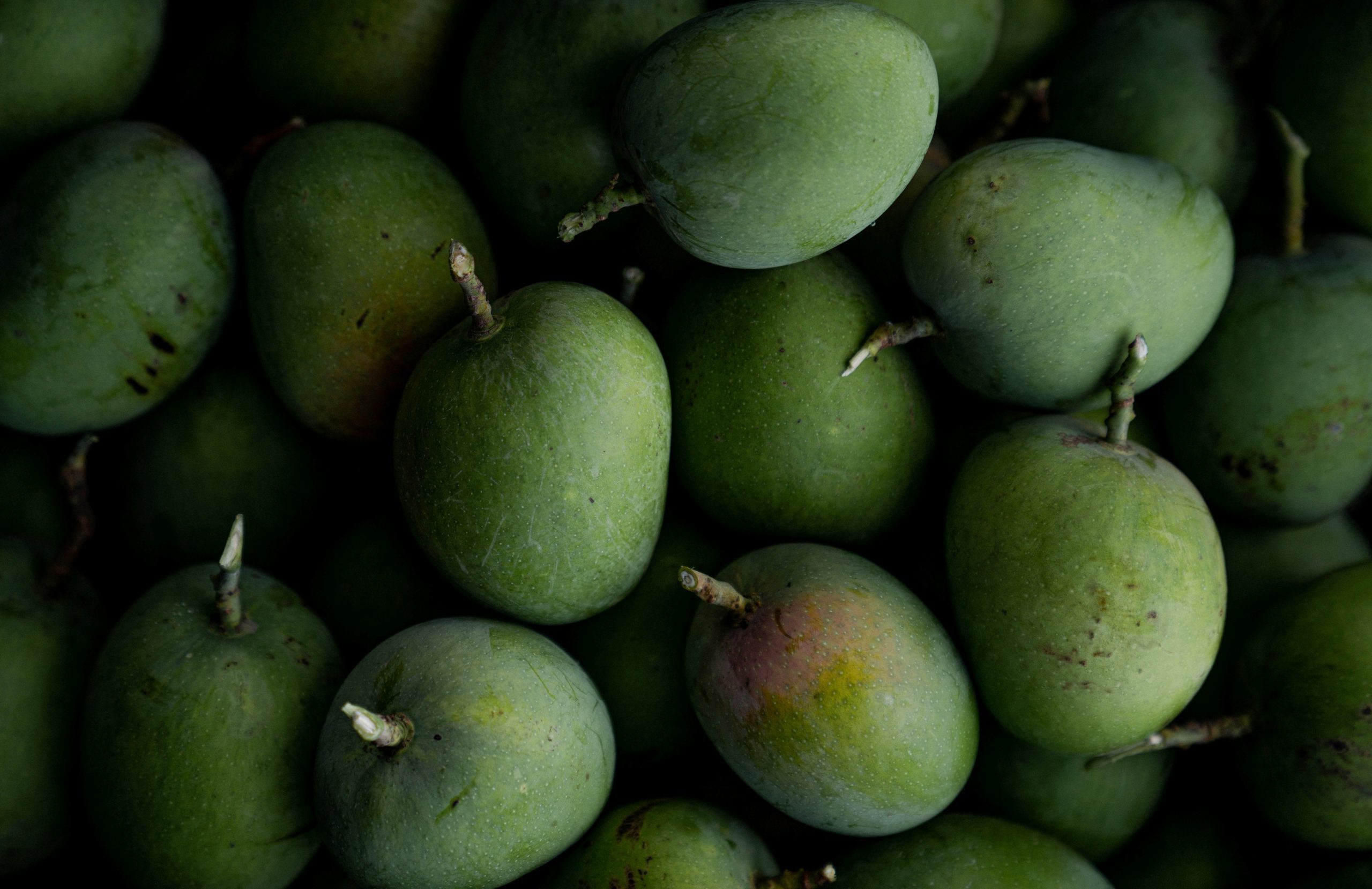 UK Mango Mania The only mango with a VIP waiting list GG2