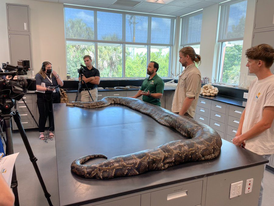 ‘Largest python ever’ captured in US’ Florida: It’s 18 feet long ...