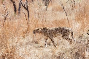 Cheetah deaths in India linked to formation of thick coats of fur 1 iStock 936035160